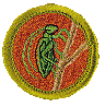 Insect Study Merit Badge